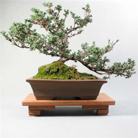 moisture meter juniper bonsai|best fertilizer for juniper bonsai.